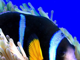 mauritius-black-clown-fish