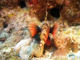 mauritius-dwarf-zebra-lionfish