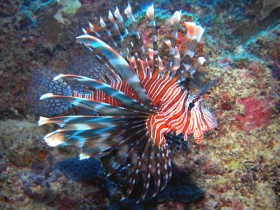 mauritius-red-lion-fish
