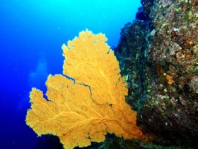 mauritius-scuba-dive-coral-and-sea
