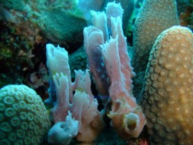 mauritius-scuba-diving-corals