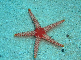 mauritius-star-fish