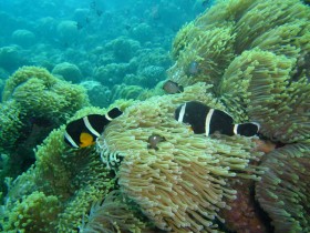 mauritius-two-black-clown-fish-in-anemone