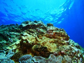 scuba-dive-adventure-mauritius-coral-reef-and-blue-lagoon