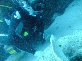 scuba-diving-diver-with-a-moray-eel