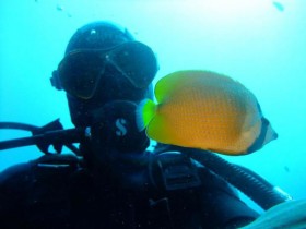 scuba-diving-diver-with-emperator-angel-fish