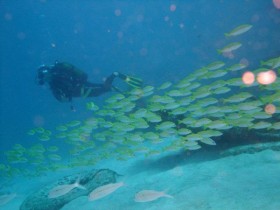 scuba-diving-diver-with-goat-fish-mauritius