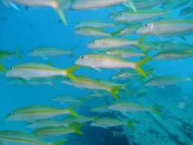 scuba-diving-goat-fish-mauritius