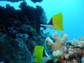 scuba-diving-long-nose-butterfly-fish