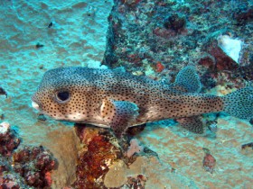scuba-diving-mauritius-black-spotted-porcupine-puffer-fish