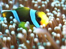 scuba-diving-mauritius-clown-fish