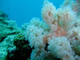 scuba-diving-mauritius-corals