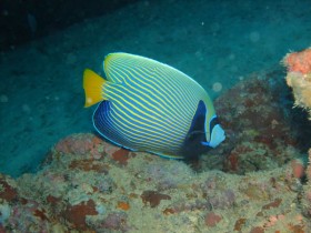 scuba-diving-mauritius-emperor-angelfish