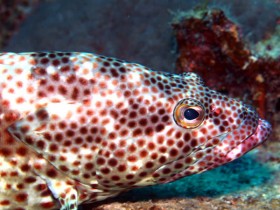 scuba-diving-mauritius-epinephelus-guttatus