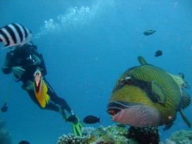 scuba-diving-mauritius-fish-head-human