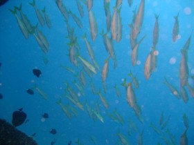 scuba-diving-mauritius-goat-fish