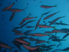 scuba-diving-mauritius-group-of-goat-fish