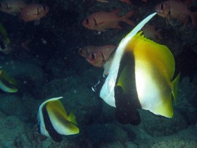 scuba-diving-mauritius-heniochus-black-and-white-butterflyfish