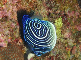 scuba-diving-mauritius-juvenile-emperor-angelfish