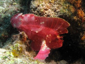 scuba-diving-mauritius-leaf-fish-red