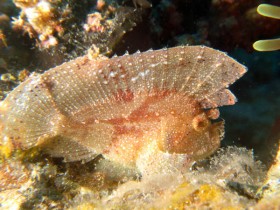 scuba-diving-mauritius-leaf-fish-yellow