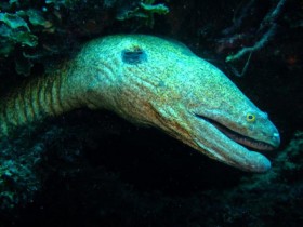 scuba-diving-mauritius-moray-eel