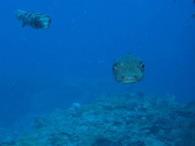 scuba-diving-mauritius-puffer-fish