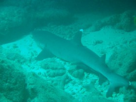 scuba-diving-mauritius-shark