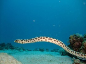 scuba-diving-mauritius-snake-eel