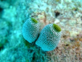 scuba-diving-mauritius-sponge-bob