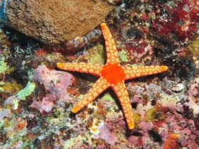 scuba-diving-mauritius-star-fish