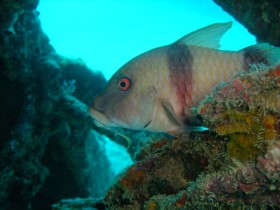 scuba-diving-mauritius-striped-red-mullet