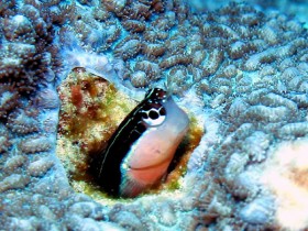 scuba-diving-mauritius-two-spot-bimaculatus-blenny