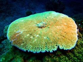 scuba-diving-mauritius-umbrella-coral-reef-mauritius