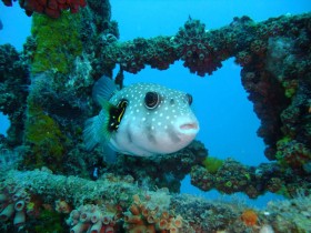 scuba-diving-mauritius-white-spotted-puffer