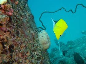 scuba-diving-mauritius-yellow-longnose-butterflyfish