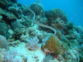 scuba-diving-snake-eel