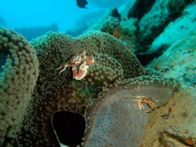 scuba-diving-spotted-porcelain-crab
