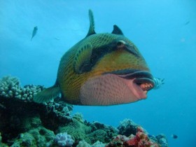 scuba-diving-trigger-fish