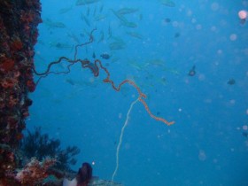 scuba-diving-whip-coral