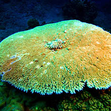 Récif corallien comme un parasol