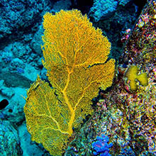 diving mauritius beautiful flower coral