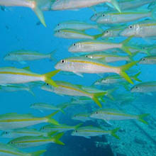 goat fish diving mauritius
