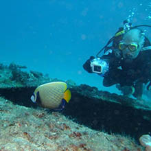 long nose butterfly fish diving mauritius